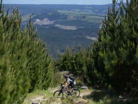 Whaka 100 forest.v1 1